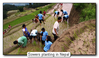 Sowers planting in Nepal